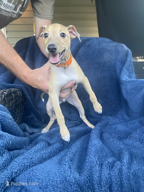 Mr. Orange – Italian Greyhound puppy for sale in Augusta, GA