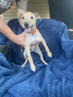 Mr. Orange, a male Italian Greyhound for sale in Augusta, GA – 1 of 4