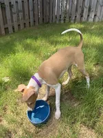 Mr. Purple, a male Italian Greyhound for sale in Augusta, GA – 3 of 10