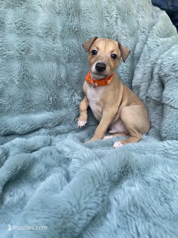 Mr. Orange – Italian Greyhound puppy for sale in Augusta, GA