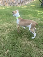 Mr. Green, a male Italian Greyhound for sale in Augusta, GA – 6 of 7