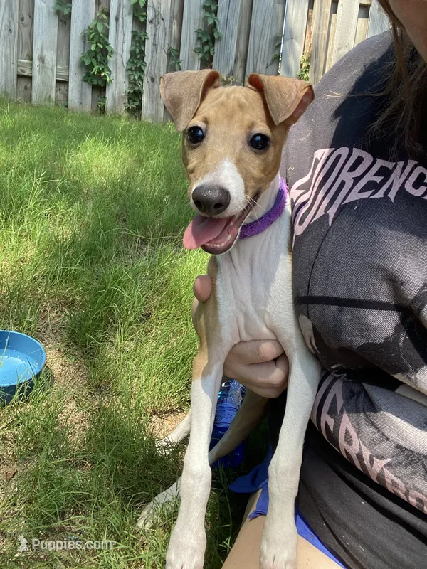 Mr. Purple – Italian Greyhound puppy for sale in Augusta, GA