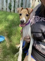 Mr. Purple, a male Italian Greyhound for sale in Augusta, GA – 1 of 10