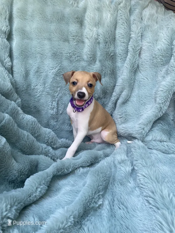 Mr. Purple – Italian Greyhound puppy for sale in Augusta, GA