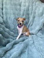 Mr. Purple, a male Italian Greyhound for sale in Augusta, GA – 1 of 4