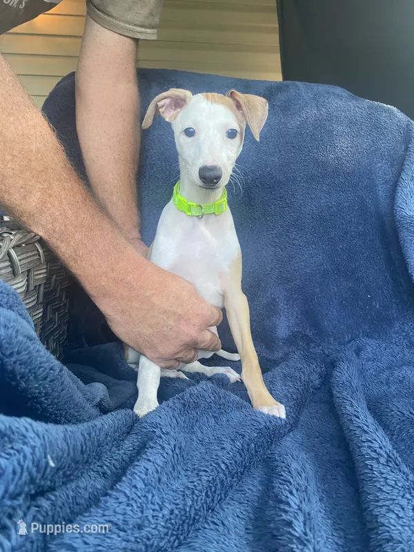 Mr. Green – Italian Greyhound puppy for sale in Augusta, GA