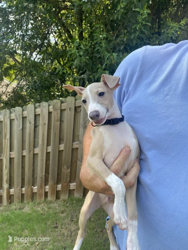 Mr. Black – Italian Greyhound puppy for sale in Augusta, GA