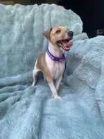 Mr. Purple, a male Italian Greyhound for sale in Augusta, GA – 3 of 4