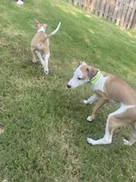 Mr. Green, a male Italian Greyhound for sale in Augusta, GA – 7 of 7