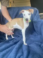 Mr. Green, a male Italian Greyhound for sale in Augusta, GA – 5 of 7
