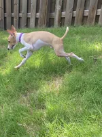 Mr. Purple, a male Italian Greyhound for sale in Augusta, GA – 4 of 10