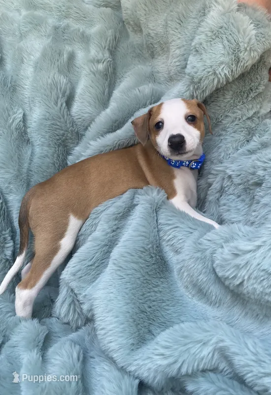 Mr. Blue – Italian Greyhound puppy on hold in Augusta, GA