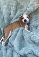 Mr. Blue, a male Italian Greyhound for sale in Augusta, GA – 1 of 4