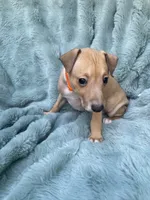 Mr. Orange, a male Italian Greyhound for sale in Augusta, GA – 2 of 3