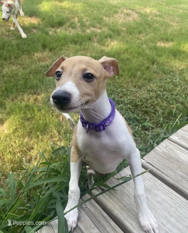 Mr. Purple – Italian Greyhound puppy for sale in Augusta, GA