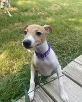Mr. Purple, a male Italian Greyhound for sale in Augusta, GA – 1 of 5