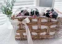 processed/95b79791-5157-4080-ae93-275fb4778cae/facility/2e1fc8ed-e422-441a-8876-6a44b58474b0