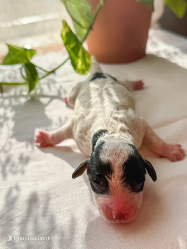 Max – Miniature Bernedoodle puppy for sale in Hagerstown, IN
