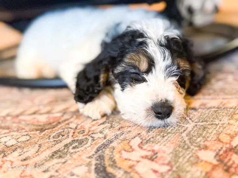 Max – Miniature Bernedoodle puppy for sale in Hagerstown, IN