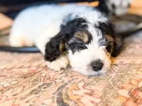 Max, a male Miniature Bernedoodle for sale in Hagerstown, IN – 1 of 10
