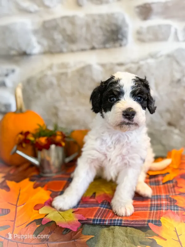 Buster  – Miniature Bernedoodle puppy for sale in Sevierville, TN