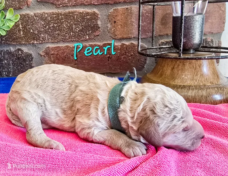 F1bb Pearl – Miniature Goldendoodle puppy for sale in Hagerstown, IN