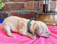 F1bb Pearl, a female Miniature Goldendoodle for sale in Hagerstown, IN – 1 of 3