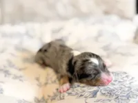Goldie, a female Miniature Bernedoodle for sale in Sevierville, TN – 4 of 4
