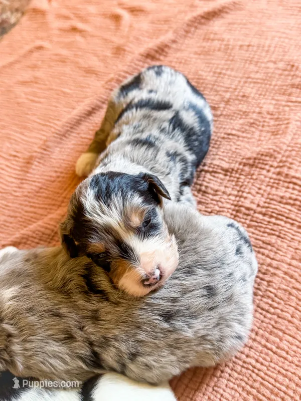 Hollis – Miniature Bernedoodle puppy for sale in Sevierville, TN