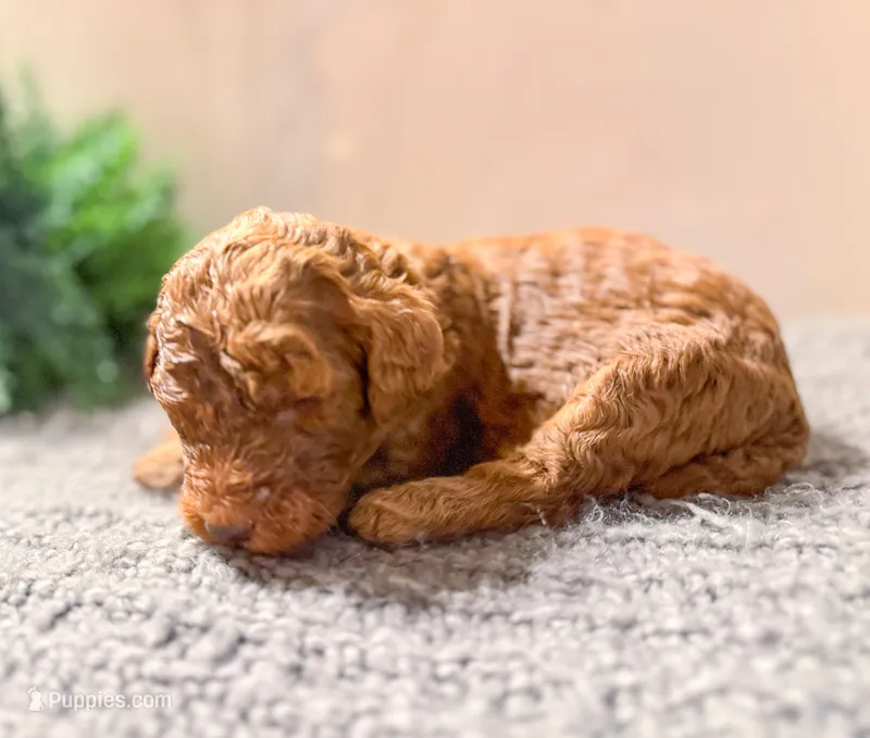 F1bb Baxter  – Goldendoodle puppy for sale in Hagerstown, IN
