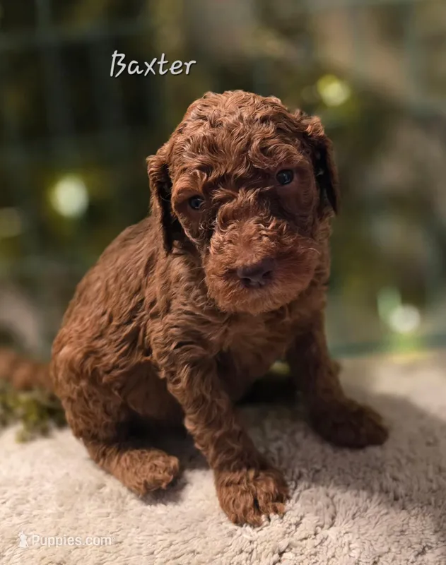 F1bb Baxter  – Goldendoodle puppy for sale in Hagerstown, IN