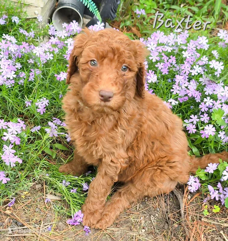 F1bb Baxter , a male Goldendoodle for sale in Hagerstown, IN – Photo 1 of 2