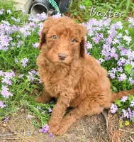 F1bb Baxter , a male Goldendoodle for sale in Hagerstown, IN – Photo 1 of 2