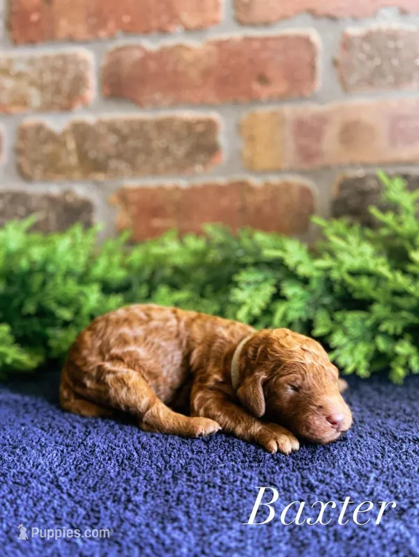 F1bb Baxter  – Goldendoodle puppy for sale in Hagerstown, IN