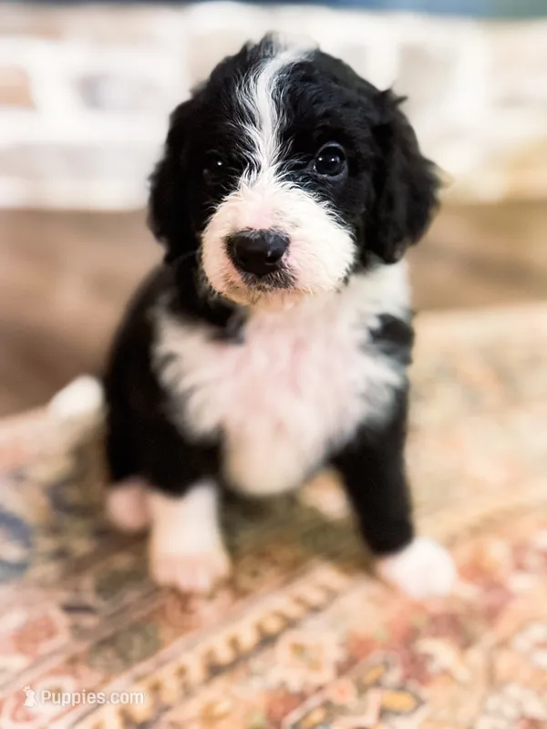 Murphy  – Miniature Bernedoodle puppy for sale in Hagerstown, IN