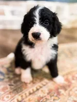 Murphy , a male Miniature Bernedoodle for sale in Hagerstown, IN – 3 of 8