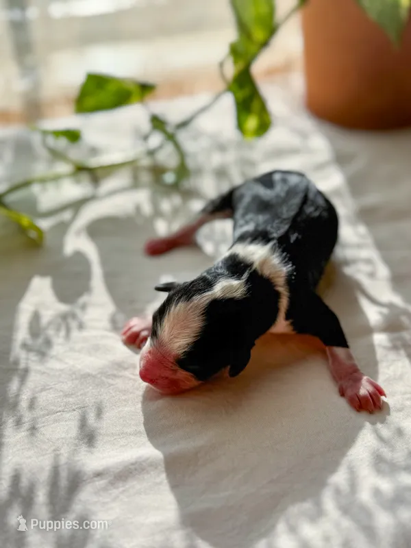 Ranger  – Miniature Bernedoodle puppy for sale in Hagerstown, IN