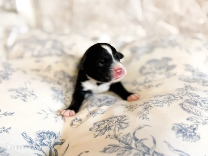 Walter – Miniature Bernedoodle puppy for sale in Hagerstown, IN