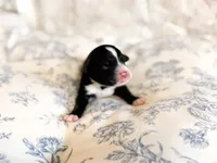 Walter, a male Miniature Bernedoodle for sale in Sevierville, TN – 1 of 4