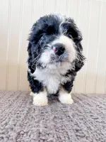 F1b Gigi, a female Miniature Bernedoodle for sale in Hagerstown, IN – Photo 2 of 4