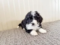 F1b Gigi, a female Miniature Bernedoodle for sale in Hagerstown, IN – Photo 1 of 4