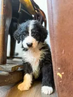 Murphy , a male Miniature Bernedoodle for sale in Hagerstown, IN – 4 of 8
