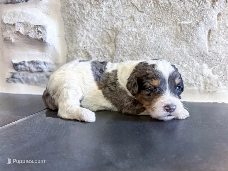 Kodi – Miniature Bernedoodle puppy for sale in Sevierville, TN