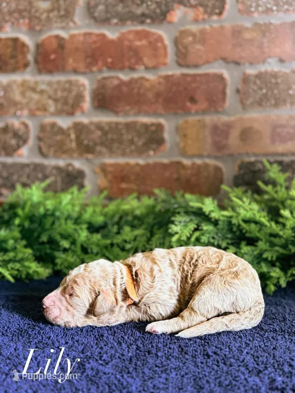 F1bb Lily – Goldendoodle puppy for sale in Hagerstown, IN