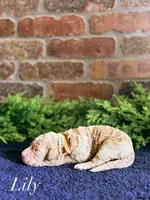 F1bb Lily, a female Goldendoodle for sale in Hagerstown, IN – Photo 2 of 2