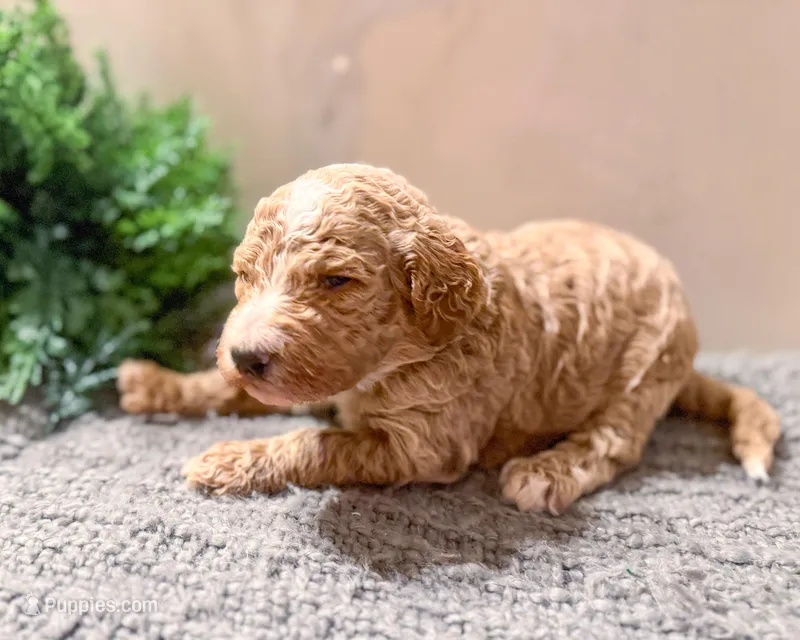 F1bb Lily – Goldendoodle puppy for sale in Hagerstown, IN