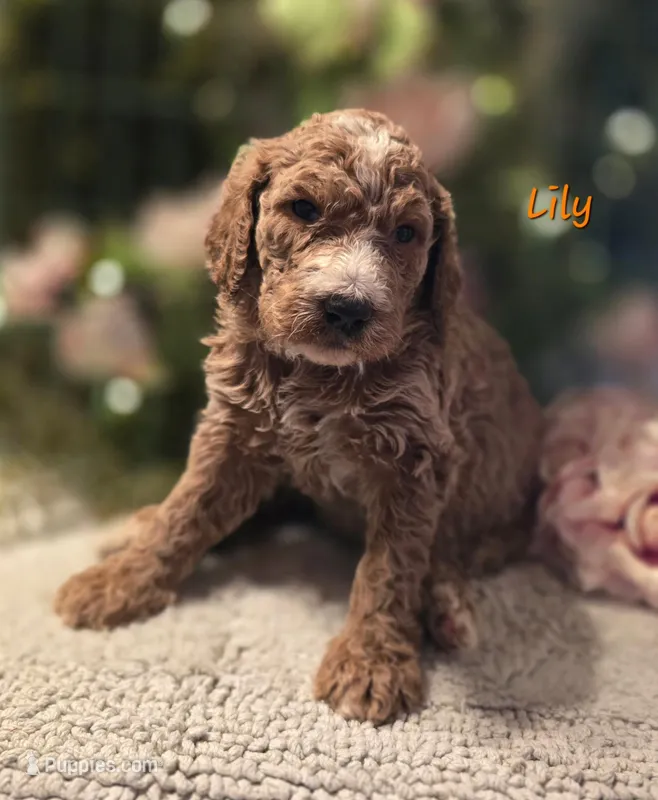 F1bb Lily – Goldendoodle puppy for sale in Hagerstown, IN