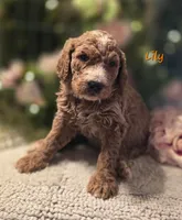 F1bb Lily, a female Goldendoodle for sale in Hagerstown, IN – Photo 2 of 2