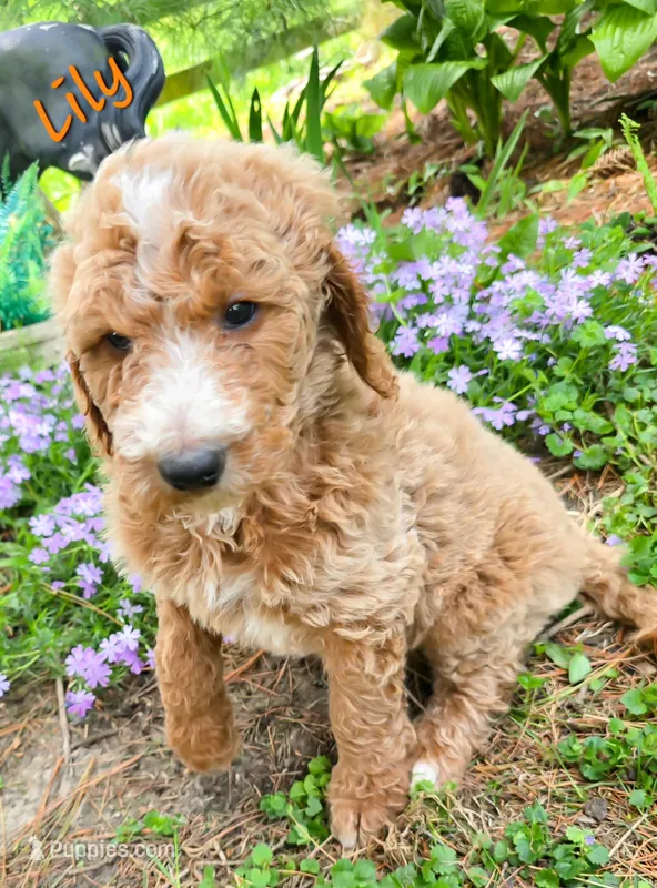 F1bb Lily – Goldendoodle puppy for sale in Hagerstown, IN