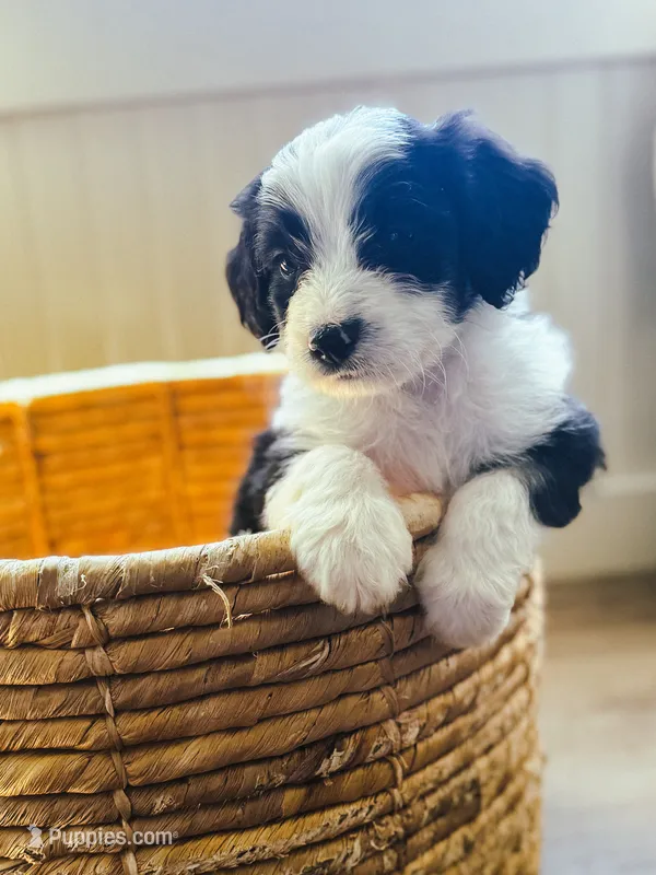 Ranger  – Miniature Bernedoodle puppy for sale in Hagerstown, IN